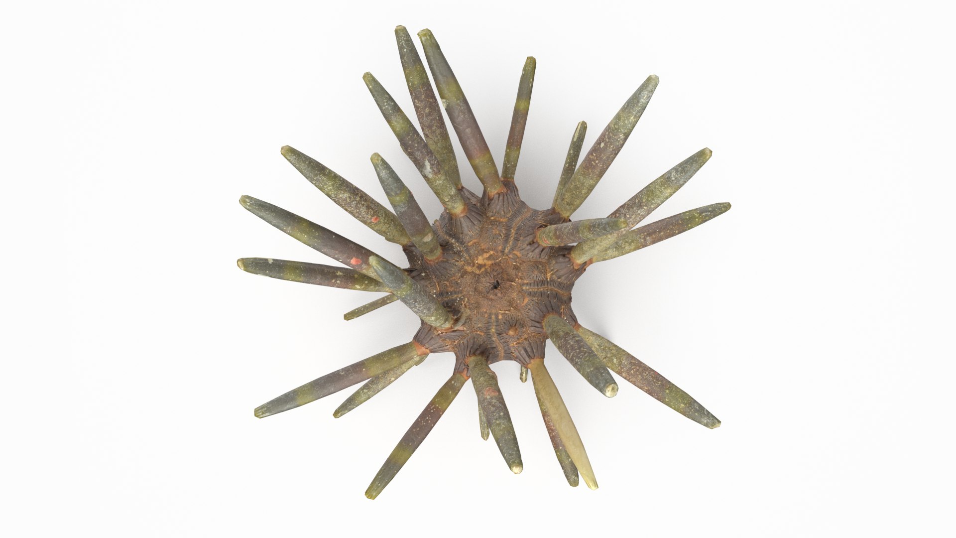 3D marine pencil urchin https://p.turbosquid.com/ts-thumb/he/IXIPnY/Ti1xbPhP/slatepencilurchin_r4/png/1573320505/1920x1080/fit_q87/e502131428749b54478f9f0b9dedb0d56c0a41df/slatepencilurchin_r4.jpg