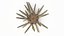 Marine Invertebrates