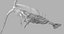 Marine Invertebrates