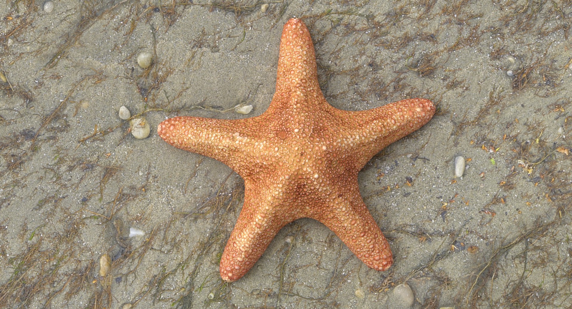 3D marine pencil urchin https://p.turbosquid.com/ts-thumb/he/IXIPnY/XLpveEoW/pinkstrar_r1c/png/1573320379/1920x1080/fit_q87/0d7b27f1ca3df6902b1d9118d1034acfb1a9fb5b/pinkstrar_r1c.jpg