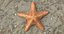 Marine Invertebrates