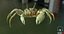 Marine Invertebrates