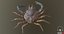 Marine Invertebrates