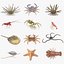 Marine Invertebrates