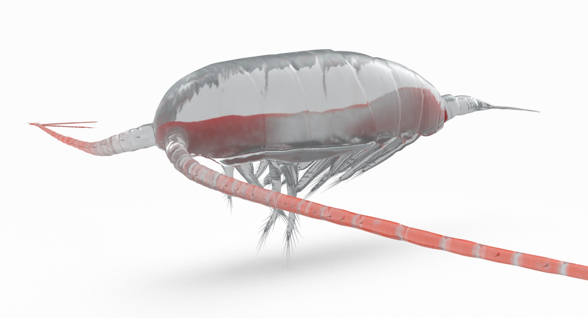 3D marine pencil urchin https://p.turbosquid.com/ts-thumb/he/IXIPnY/b0nSelW7/copepod_r1/png/1573320292/1920x1080/fit_q87/ad78218a7fb13e6902da8147b597da80c329a87b/copepod_r1.jpg
