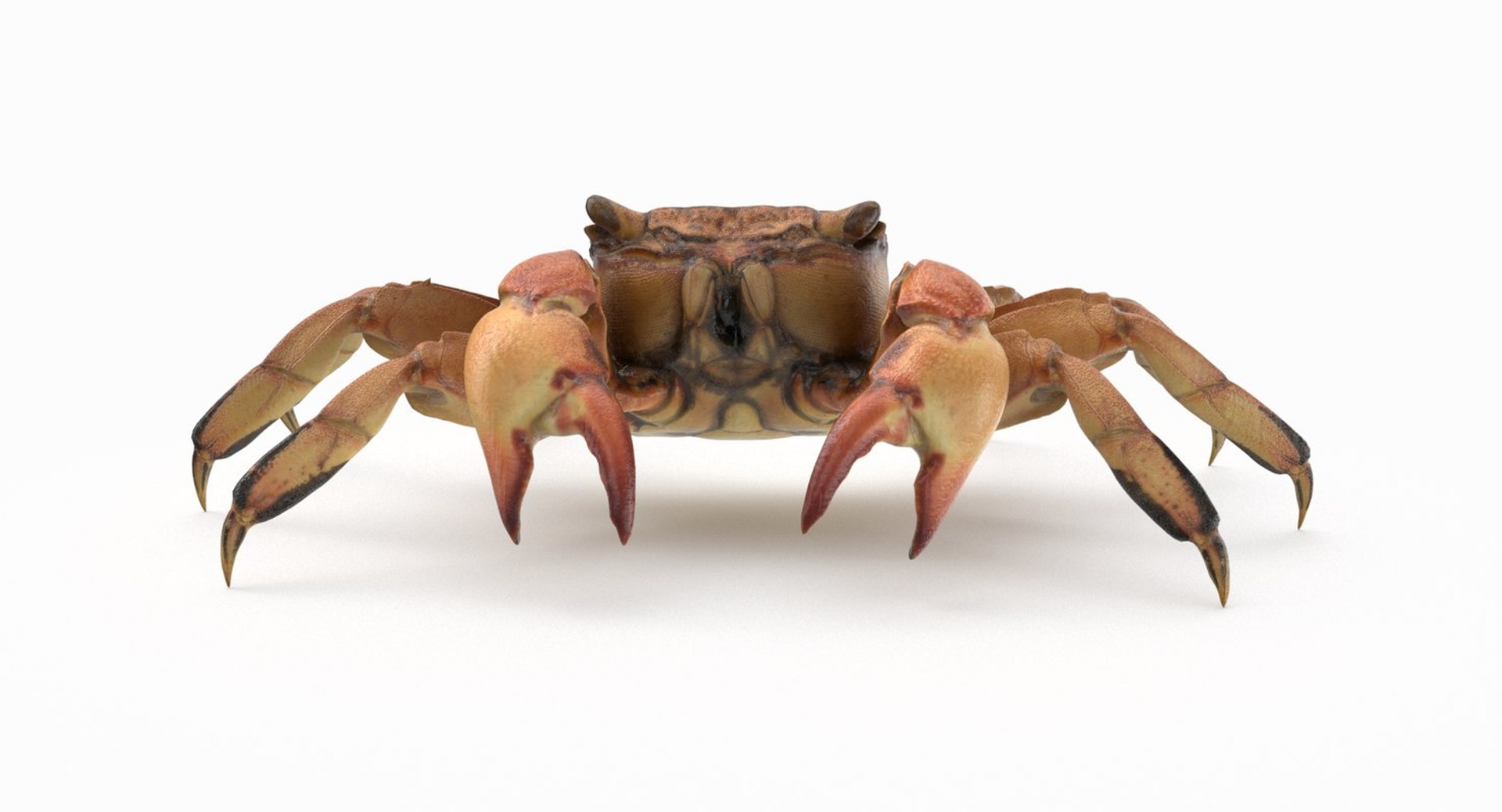 3D marine pencil urchin https://p.turbosquid.com/ts-thumb/he/IXIPnY/cVsPGdmw/crab2/jpg/1573320310/1920x1080/fit_q87/66b0ba2927bfd62db0e62b3d3e05732192825cf1/crab2.jpg