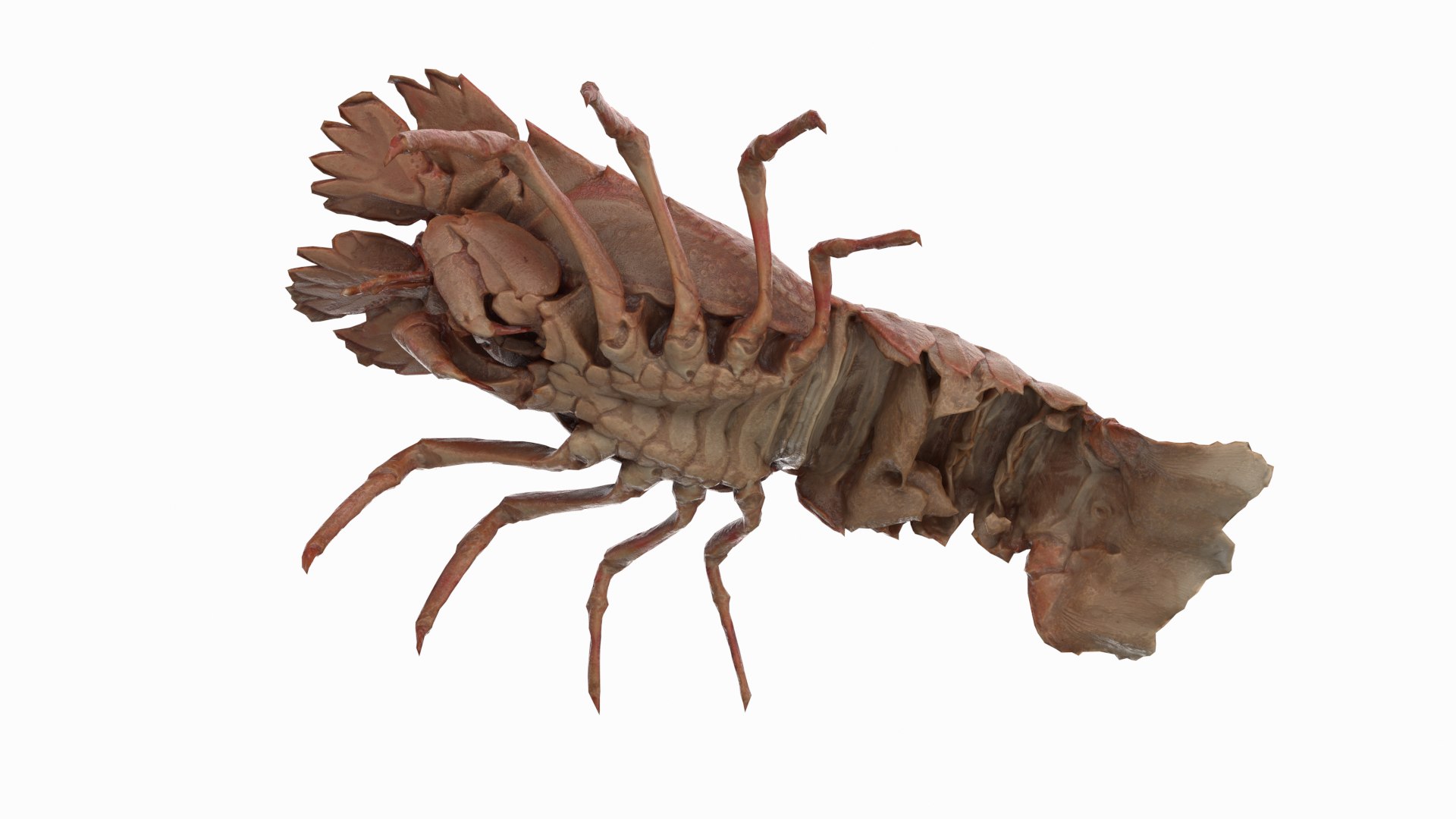 3D marine pencil urchin https://p.turbosquid.com/ts-thumb/he/IXIPnY/cqTqMjXZ/slipperlobster_r7/png/1573320517/1920x1080/fit_q87/4bb5f2a41c606002475e973253c8bf3e71481589/slipperlobster_r7.jpg