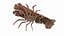 Marine Invertebrates