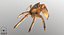 Marine Invertebrates
