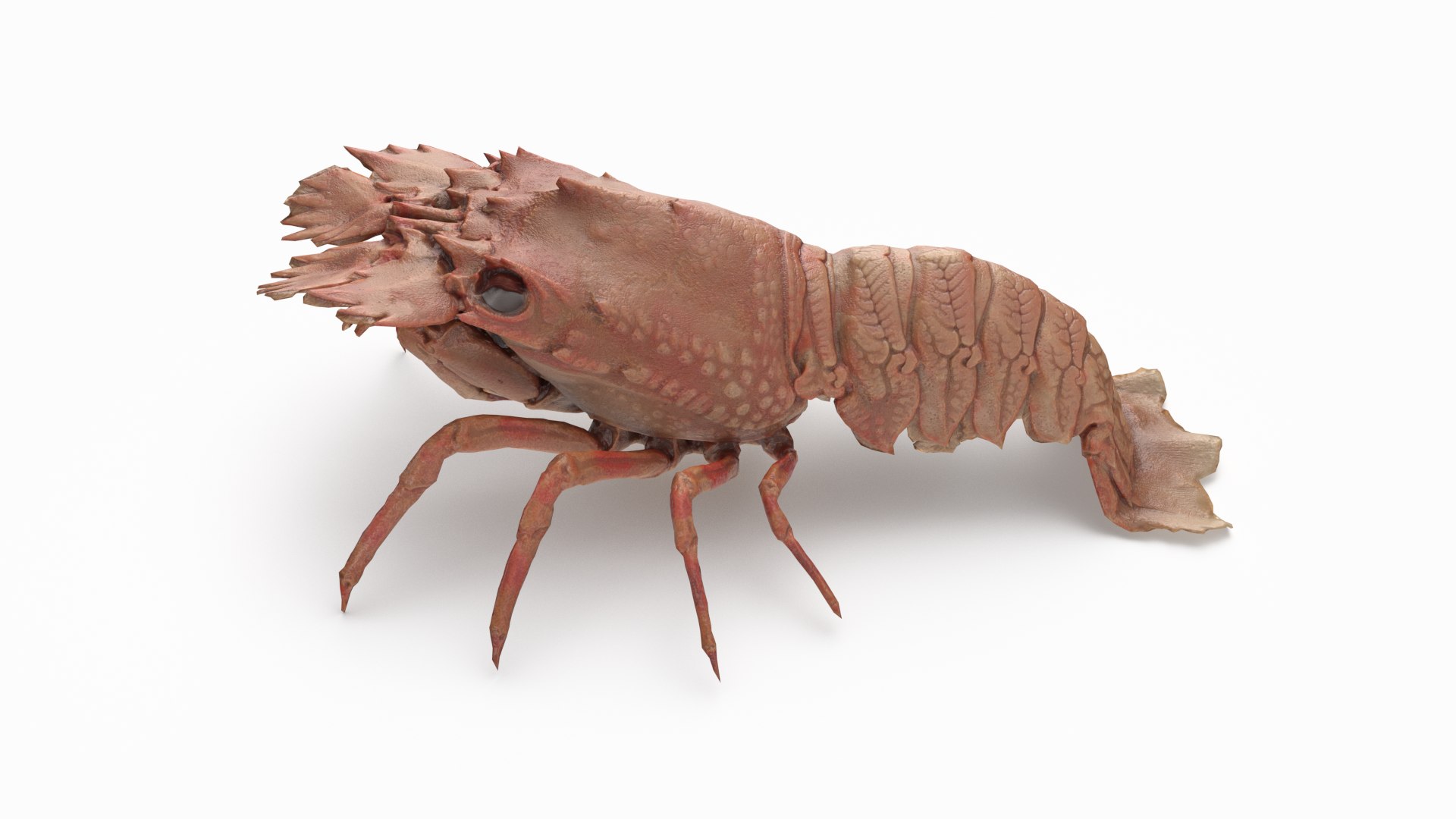 3D marine pencil urchin https://p.turbosquid.com/ts-thumb/he/IXIPnY/cvtdAt1Y/slipperlobster_r2/png/1573320517/1920x1080/fit_q87/19df2405a9c43e776fe4f3a812efab7f2dd870d2/slipperlobster_r2.jpg
