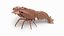 Marine Invertebrates