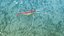 Marine Invertebrates