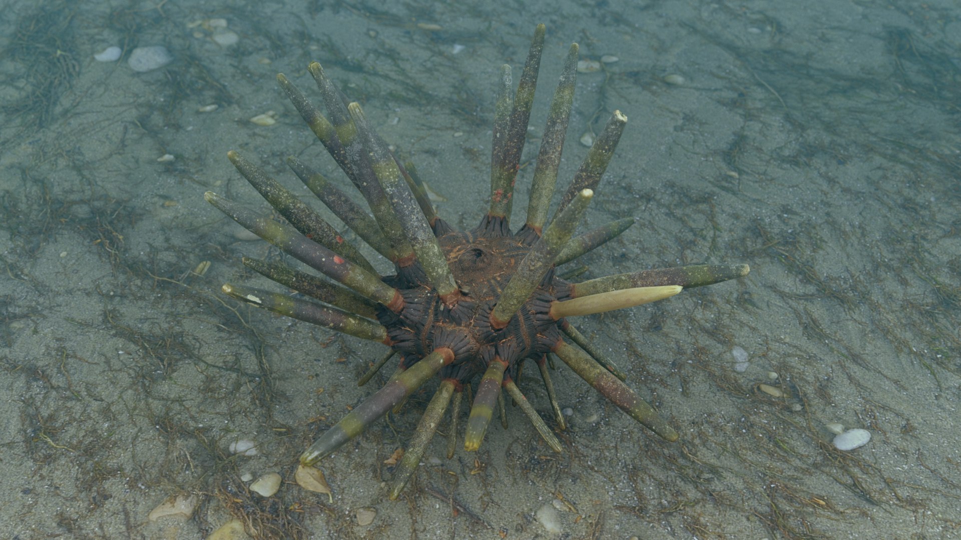 3D marine pencil urchin https://p.turbosquid.com/ts-thumb/he/IXIPnY/dyH7Z1Sw/slatepencilurchin/png/1573320505/1920x1080/fit_q87/9b600de3e924f15d45b35d7383ab1aed6ebdb155/slatepencilurchin.jpg
