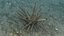 Marine Invertebrates