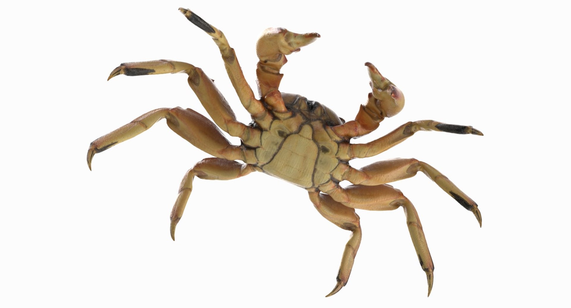 3D marine pencil urchin https://p.turbosquid.com/ts-thumb/he/IXIPnY/f39DAcmz/crab4/jpg/1573320310/1920x1080/fit_q87/773d785d891ed4360cda504dc5fac9b922d6ed9a/crab4.jpg
