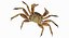 Marine Invertebrates