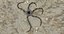 Marine Invertebrates