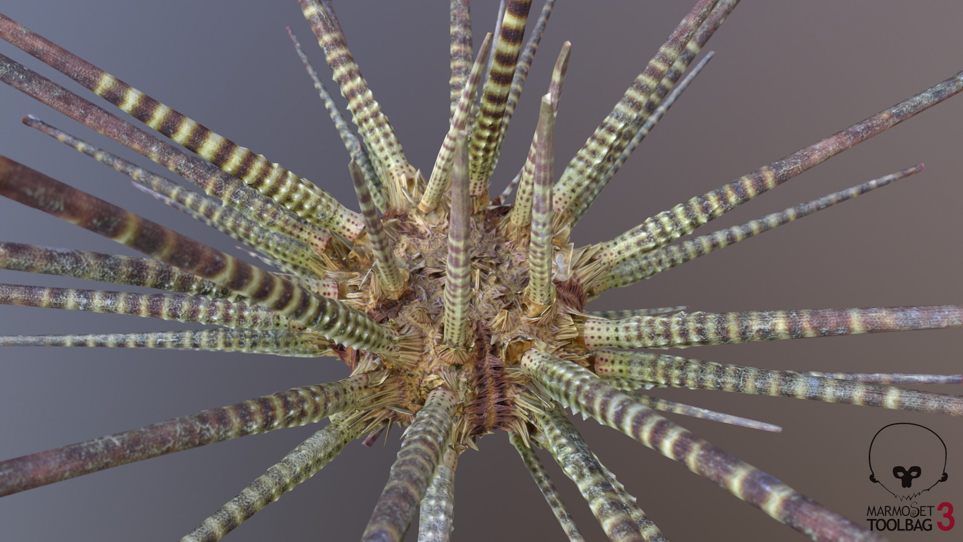 3D marine pencil urchin https://p.turbosquid.com/ts-thumb/he/IXIPnY/fY0UXRWt/screenshot842/png/1573320478/1920x1080/fit_q87/f0e5f03458e0cd0b54ef925210d12cc7a1c9a82e/screenshot842.jpg