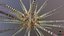 Marine Invertebrates