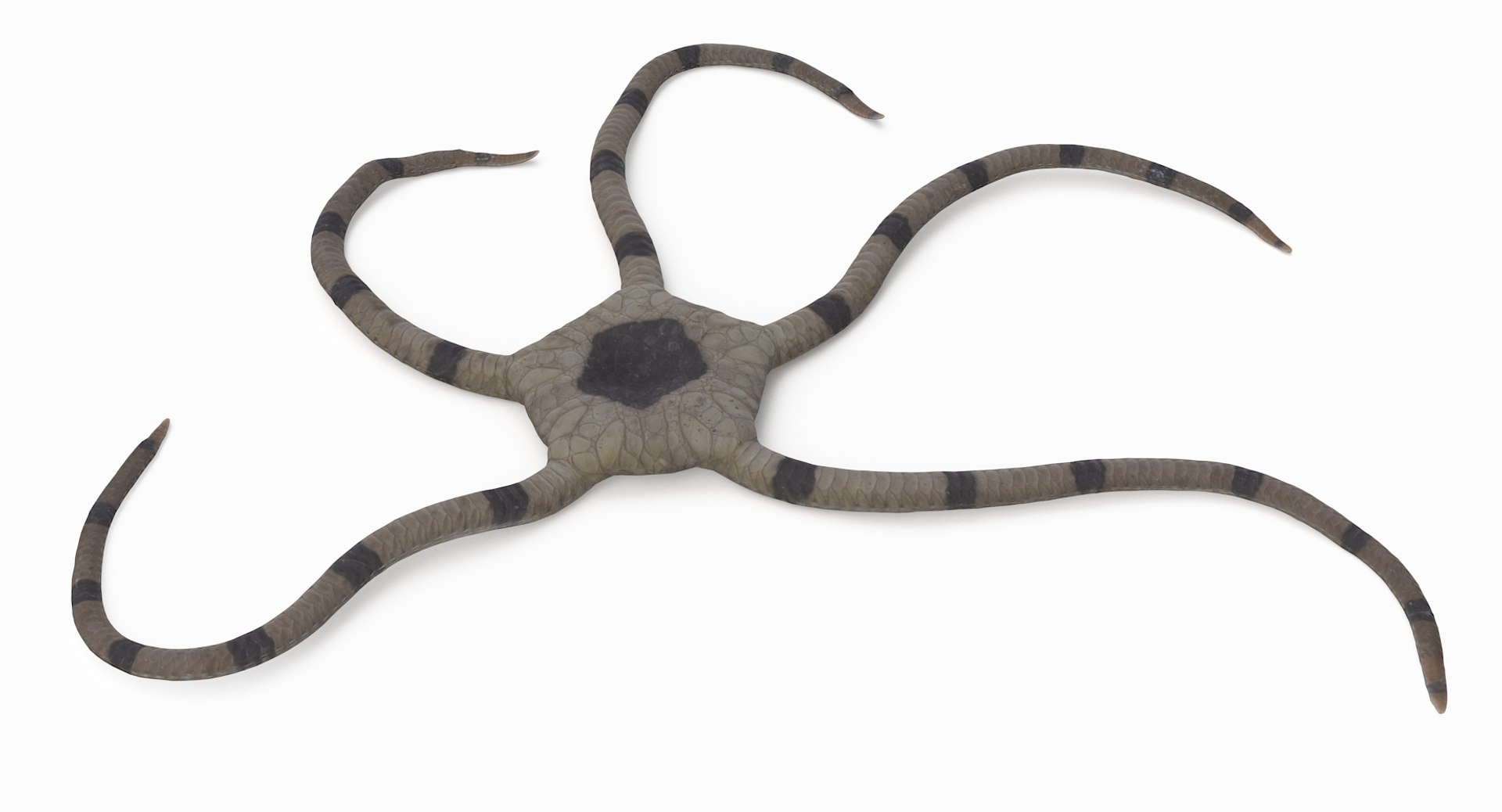 3D marine pencil urchin https://p.turbosquid.com/ts-thumb/he/IXIPnY/imkDC9c3/brittlestar_r3/png/1573320283/1920x1080/fit_q87/c5995b8daf7e5673e179fd1f8a015bfd0d284fc7/brittlestar_r3.jpg