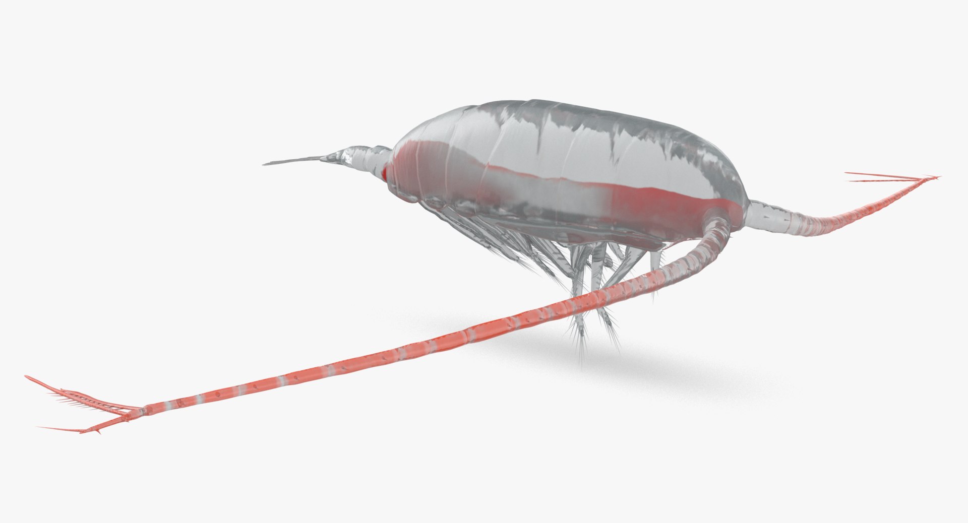 3D marine pencil urchin https://p.turbosquid.com/ts-thumb/he/IXIPnY/kb464suZ/copepod_r7/png/1573320292/1920x1080/fit_q87/90bc7e442349b486fc51c190987f899011f57c71/copepod_r7.jpg