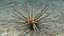 Marine Invertebrates