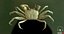 Marine Invertebrates