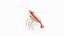 Marine Invertebrates