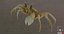 Marine Invertebrates