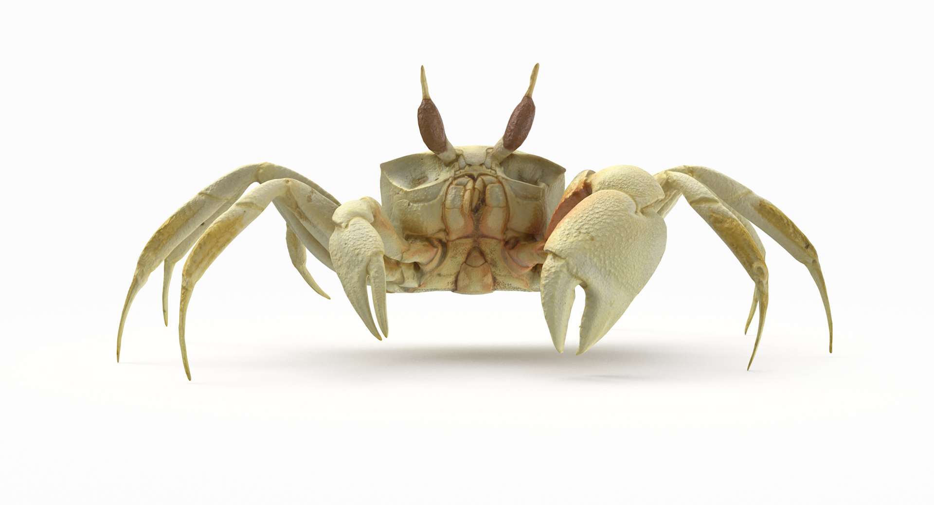 3D marine pencil urchin https://p.turbosquid.com/ts-thumb/he/IXIPnY/uRinzKxz/gcrab1_r3/png/1573320336/1920x1080/fit_q87/e448d60b418da3444f34bb186f19d1d06a891372/gcrab1_r3.jpg