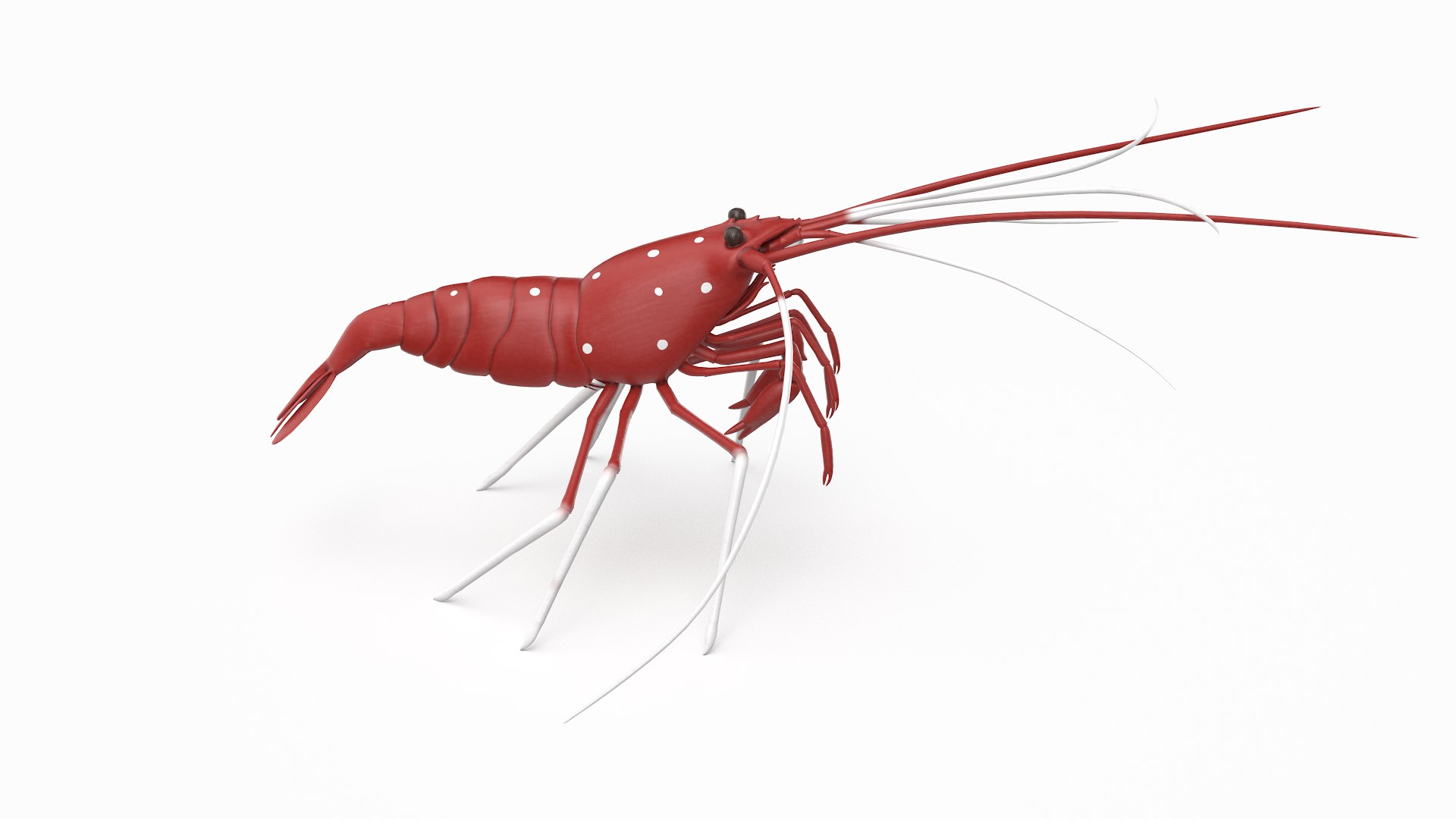 3D marine pencil urchin https://p.turbosquid.com/ts-thumb/he/IXIPnY/vfHsGh3X/bloodshrimp_r2/png/1573320264/1920x1080/fit_q87/0771a7dc036e0b84d3a217bea7a1d3645854fb4b/bloodshrimp_r2.jpg