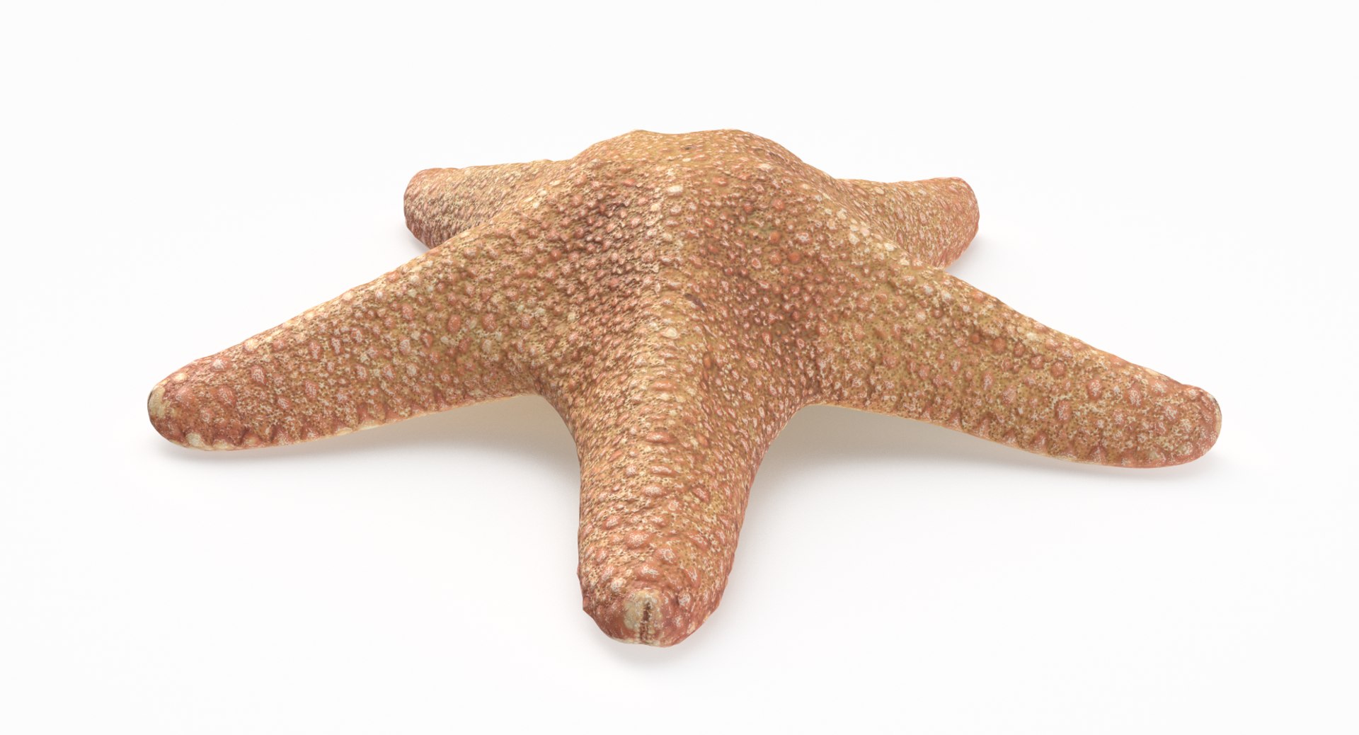 3D marine pencil urchin https://p.turbosquid.com/ts-thumb/he/IXIPnY/wEgZX0kX/pinkstrar_r3/png/1573320379/1920x1080/fit_q87/02aa409f37dd73d3e581a69534ea7f801d7c301b/pinkstrar_r3.jpg