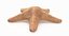 Marine Invertebrates