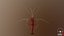 Marine Invertebrates
