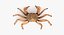 Marine Invertebrates