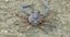 Marine Invertebrates