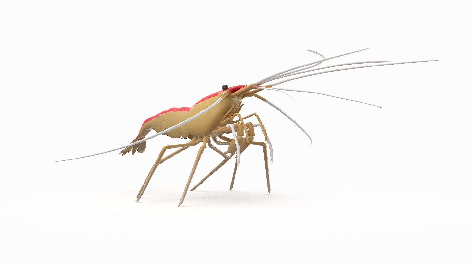 3D marine pencil urchin https://p.turbosquid.com/ts-thumb/he/IXIPnY/zhvtuJ6f/cleanershrimp_r5/png/1573320284/1920x1080/fit_q87/dd34ae31669a7524c9a6928a9c7fa1b554aa7b66/cleanershrimp_r5.jpg