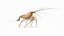 Marine Invertebrates