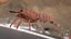 Marine Invertebrates
