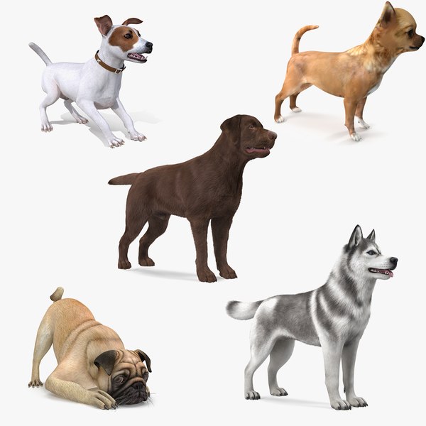 3D Модель Dogs Rigged Collection 4 Для Maya - TurboSquid 1899857