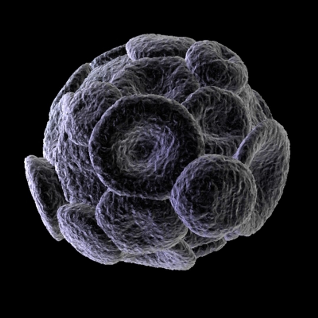 40 micro objects set max https://p.turbosquid.com/ts-thumb/he/YyrZA0/TCO7DubT/chromistcalcidiscus/jpg/1214248114/1920x1080/fit_q87/8688468a81a7bbc6c58ee3956c99cf60444b602d/chromistcalcidiscus.jpg