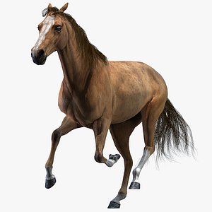 Horse Animated