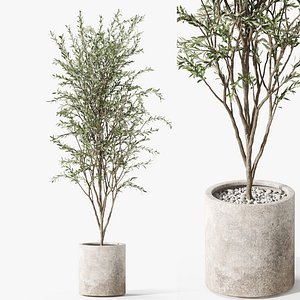 3D Plants collection 1058 model