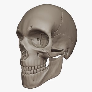 Human Skull (High Poly Model)