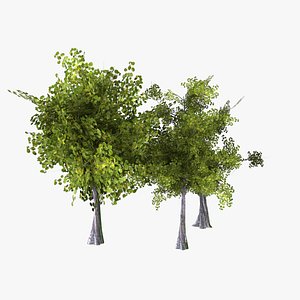Oak trees 3D model