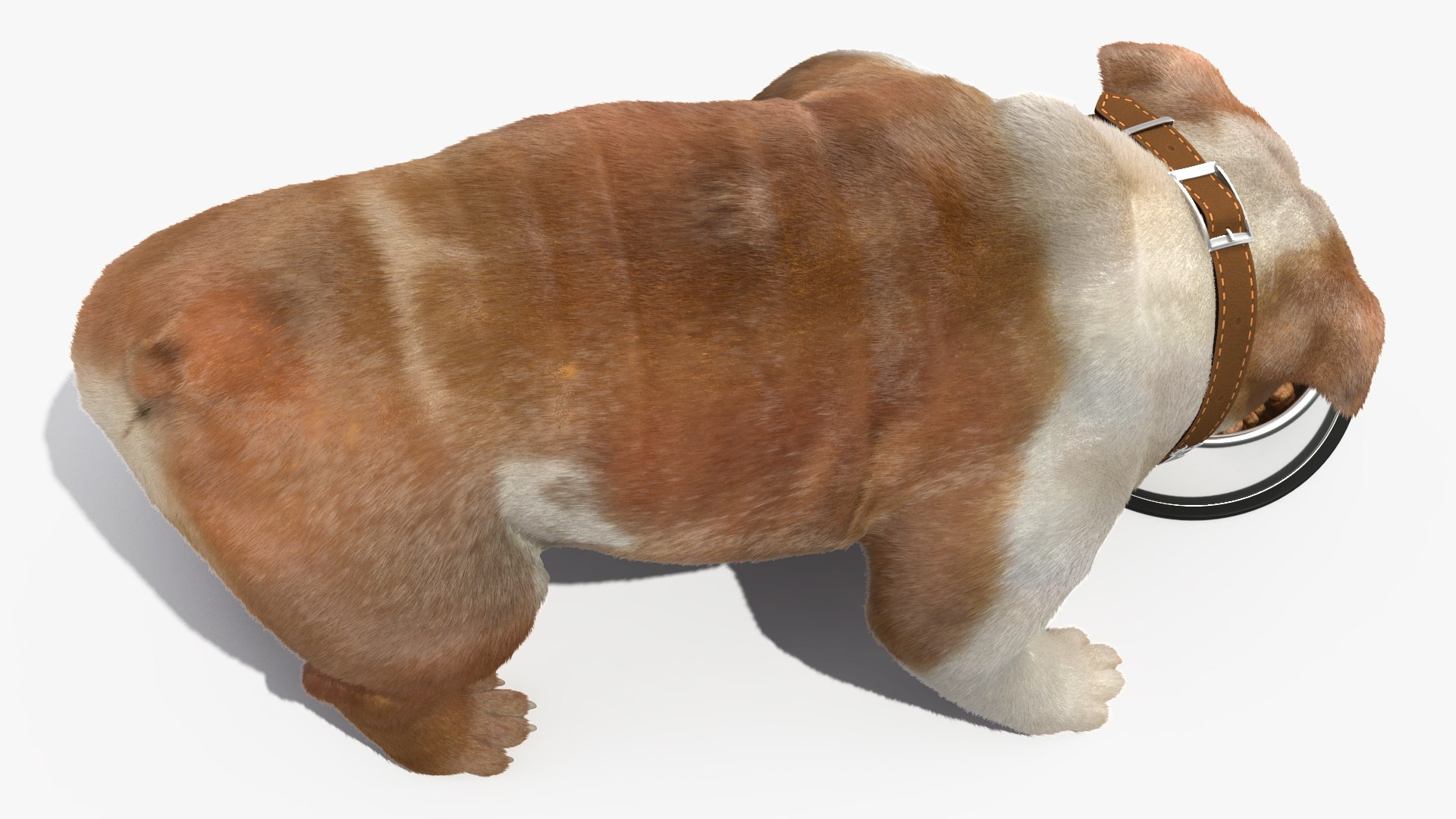 Bulldog Eats Out Of The Bowl Fur 3D Model - TurboSquid 2179925