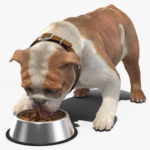 Bulldog Eats Out of the Bowl Fur 3D model