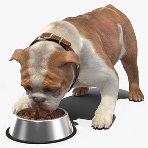 Bulldog Eats Out of the Bowl Fur