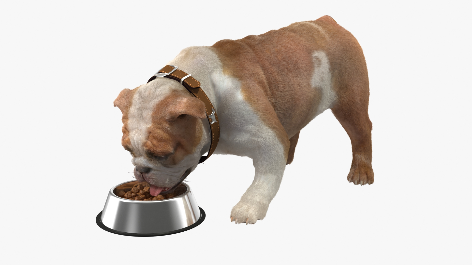 Bulldog Eats Out Of The Bowl Fur 3D Model TurboSquid 2179925