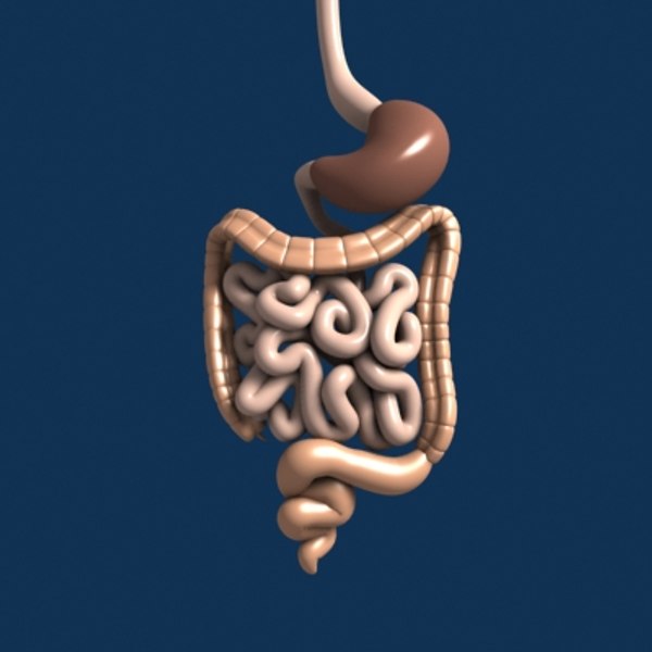 3d digestive human